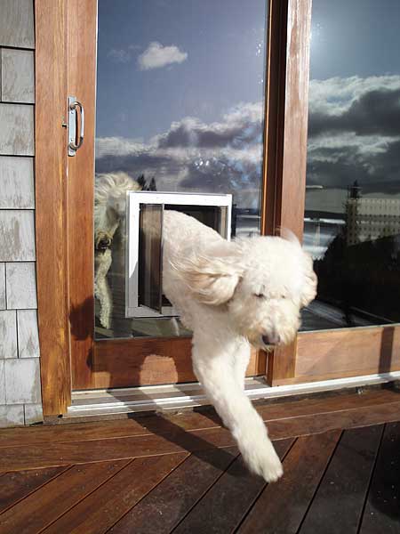 Fort Collins Electronic Dog Door Installation Automatic K9 Corral