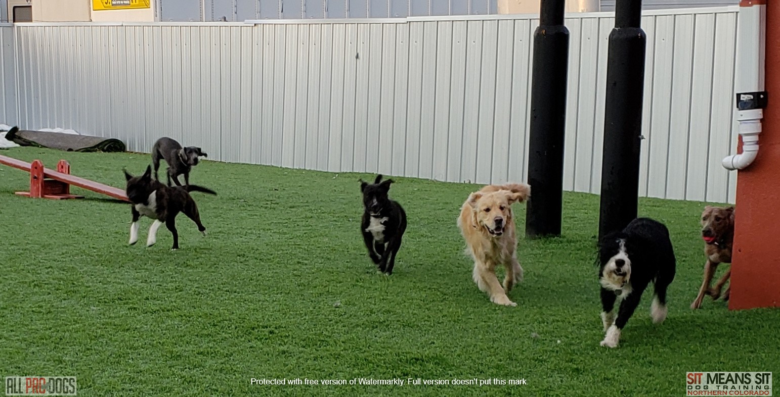 K9 Corral- Daycare K9 Corral Daycare