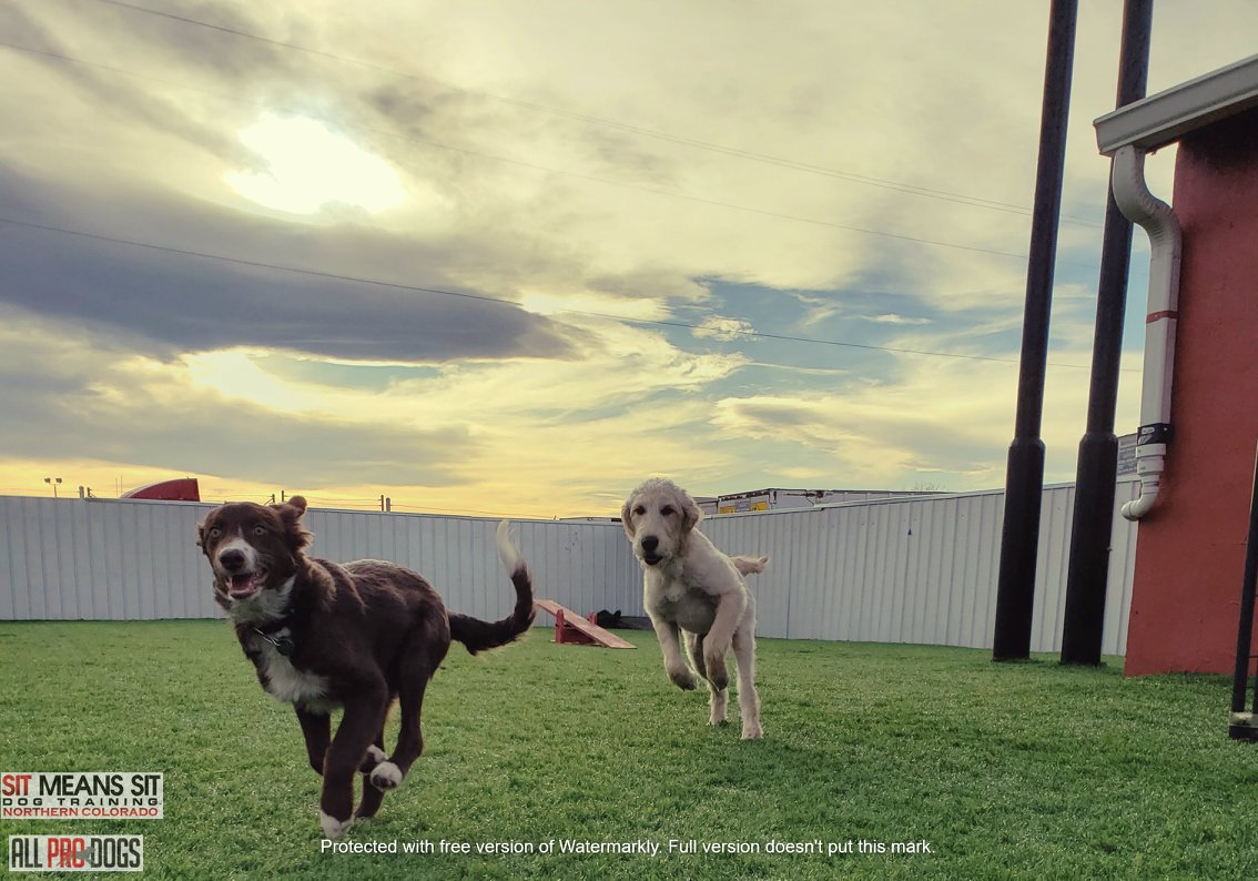 K9 Corral- Daycare1 K9 Corral Daycare