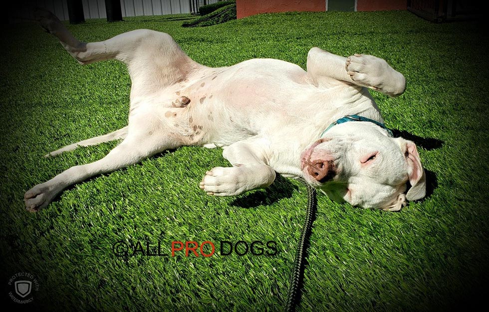 K9-Corral1-Dog K9 Corral Dog