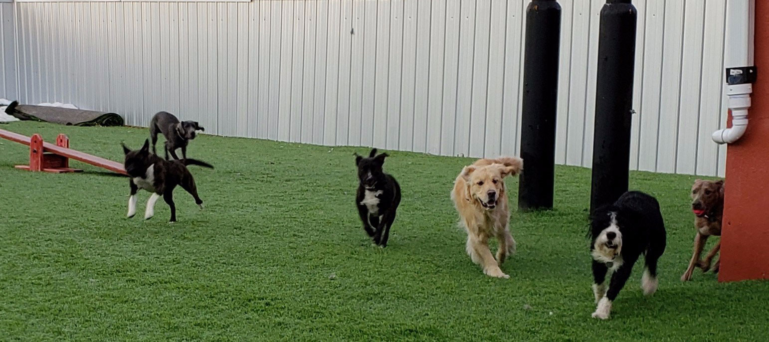 K9 Corral Daycare