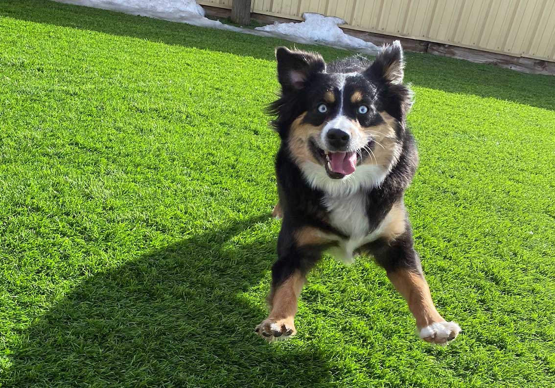 Dog Daycare Fort Collins CO K9 Corrals