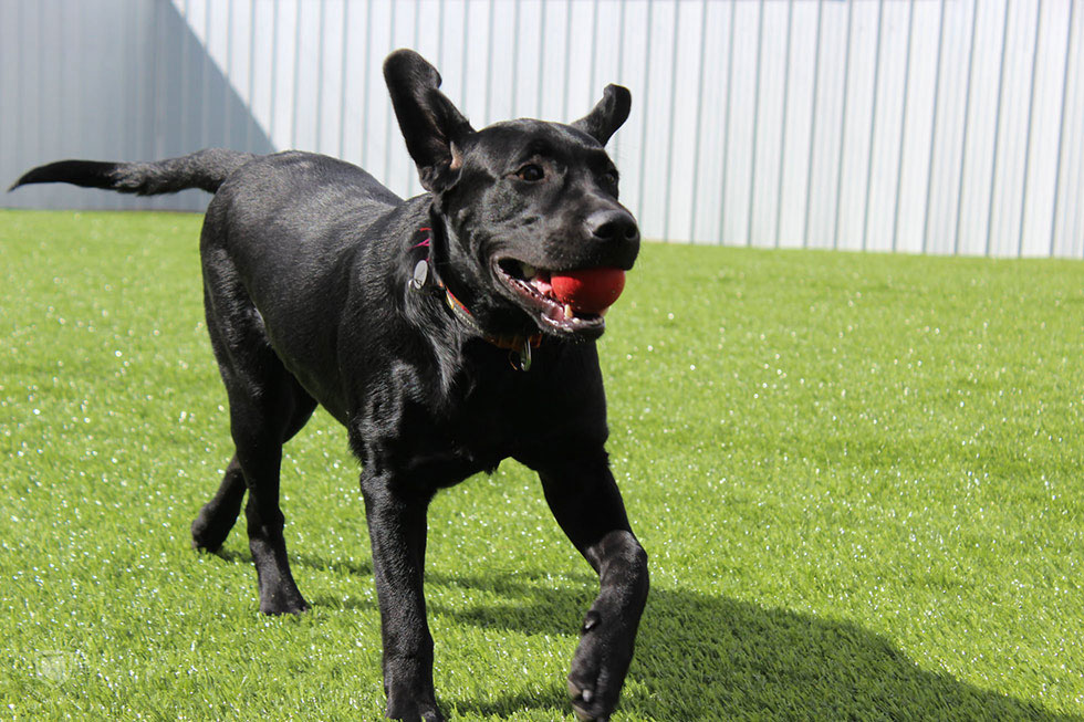 Dog Boarding Daycare and Grooming Fort Collins K9 Corral